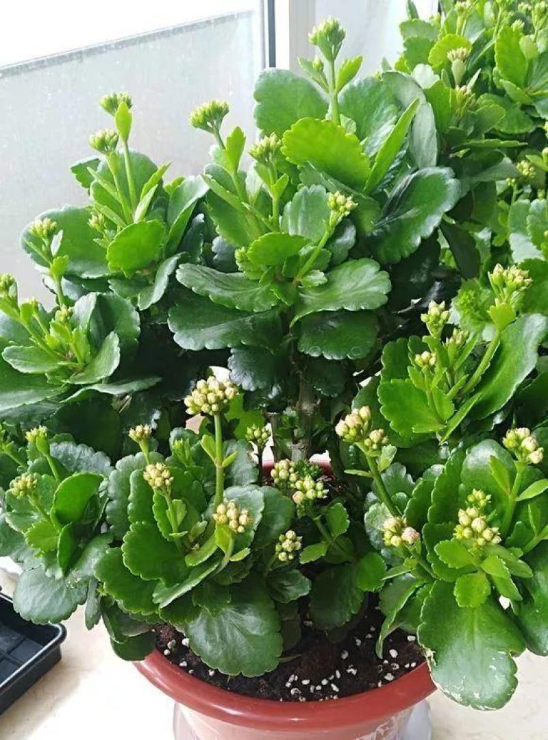 长寿花长寿花盆栽四季开花桌摆盆栽花卉绿植