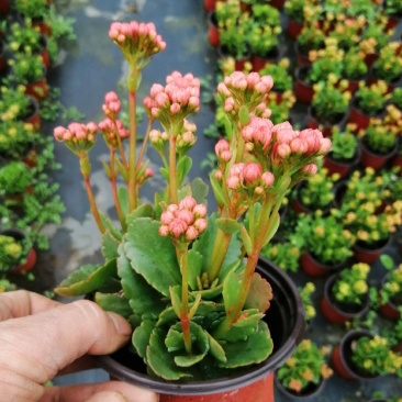 长寿花长寿花盆栽四季开花桌摆盆栽花卉绿植