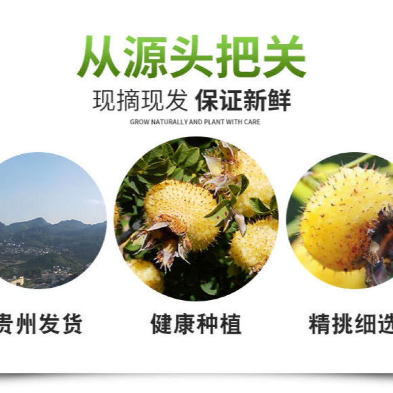 贵州特产野生刺梨鲜果天然维C现摘茶泡茶泡酒直销包邮