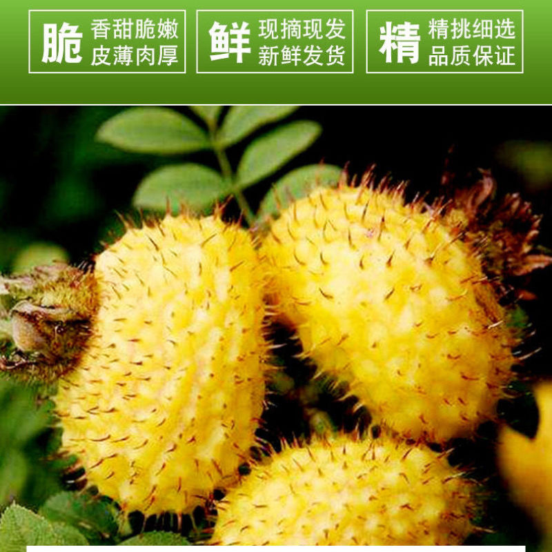贵州特产野生刺梨鲜果天然维C现摘茶泡茶泡酒直销包邮