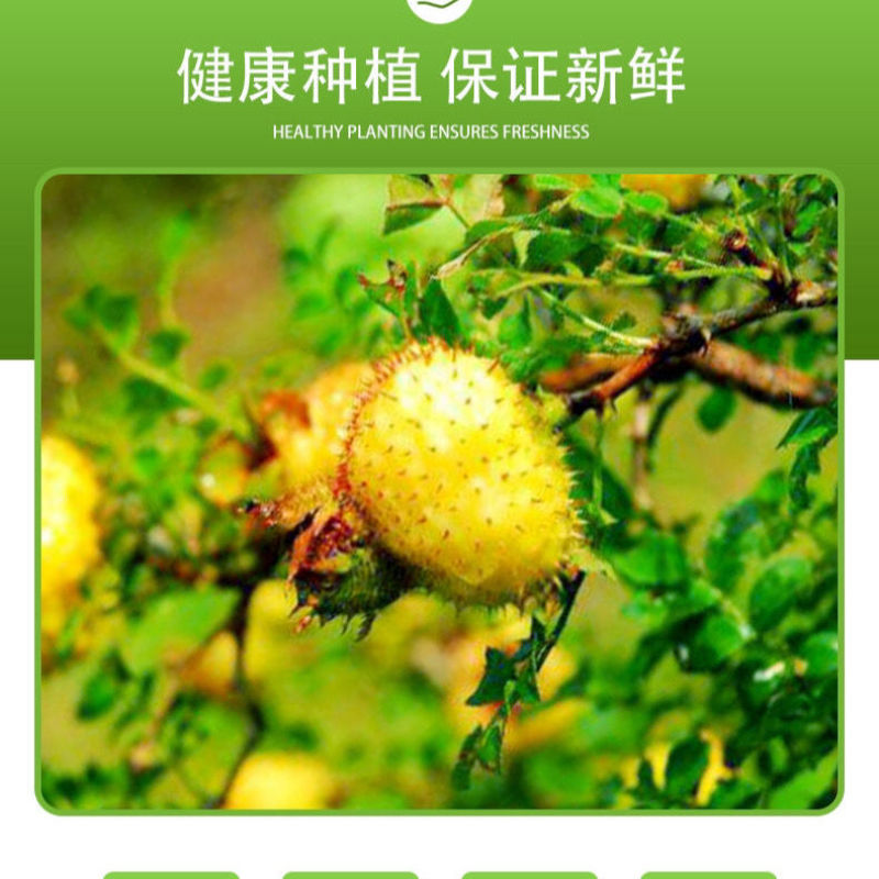 贵州特产野生刺梨鲜果天然维C现摘茶泡茶泡酒直销包邮