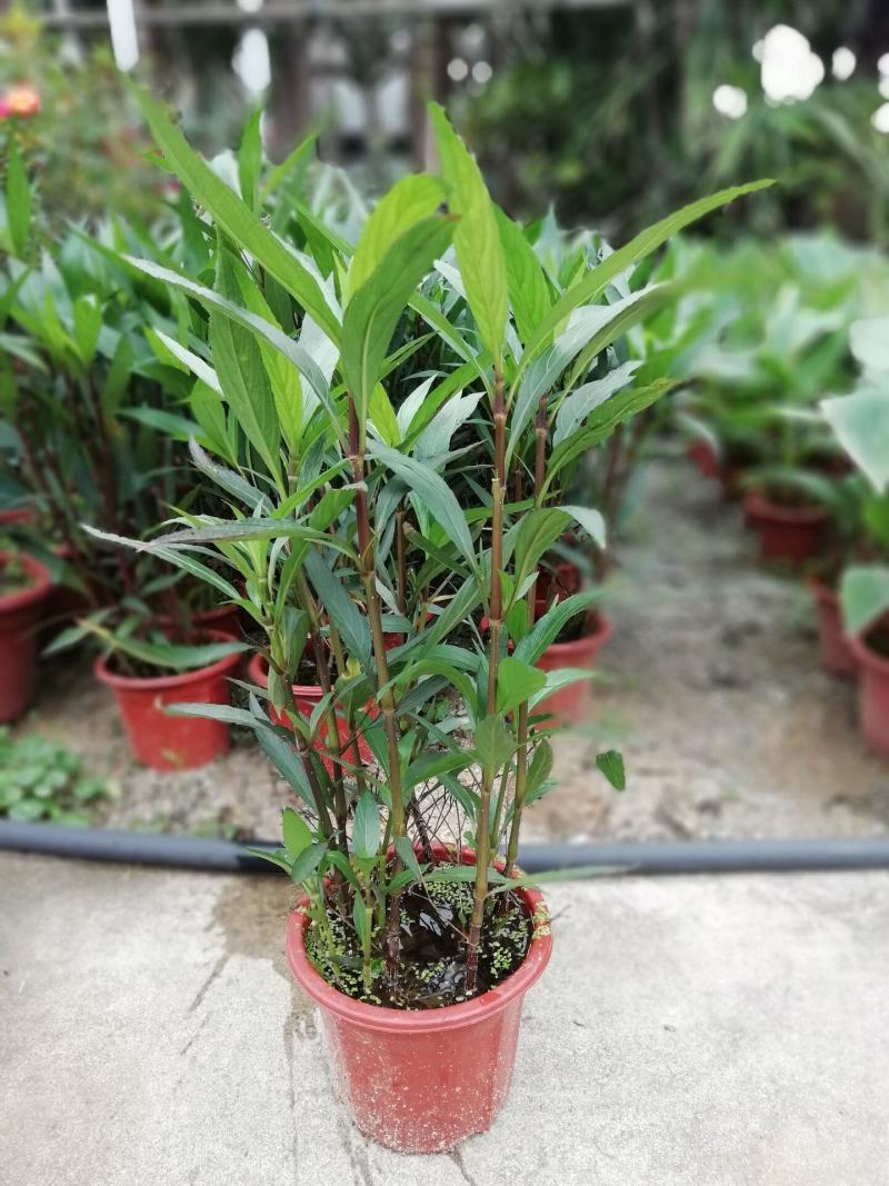 新品翠芦莉盆栽蓝花草墨西哥矮牵牛多年生宿根耐热花期长