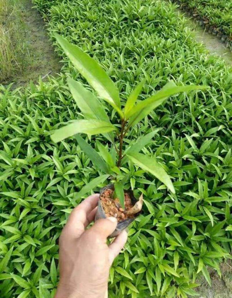 新品翠芦莉盆栽蓝花草墨西哥矮牵牛多年生宿根耐热花期长