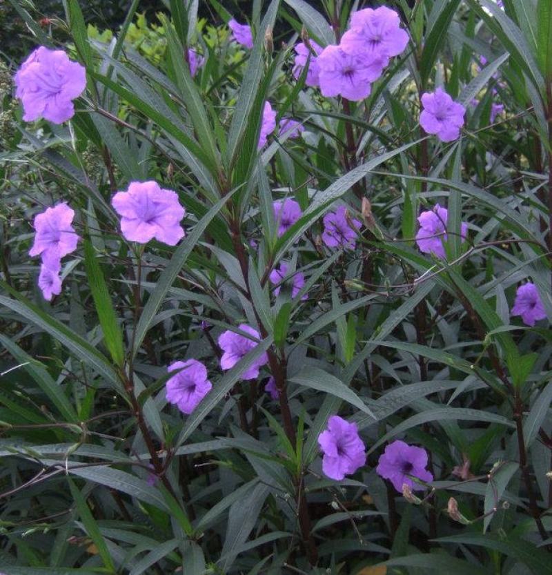 新品翠芦莉盆栽蓝花草墨西哥矮牵牛多年生宿根耐热花期长