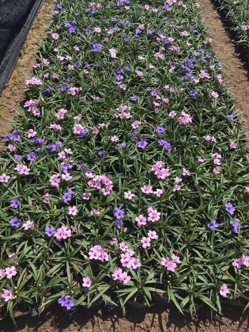 新品翠芦莉盆栽蓝花草墨西哥矮牵牛多年生宿根耐热花期长