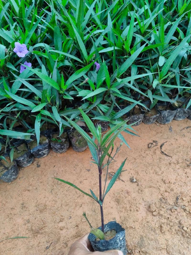 新品翠芦莉盆栽蓝花草墨西哥矮牵牛多年生宿根耐热花期长