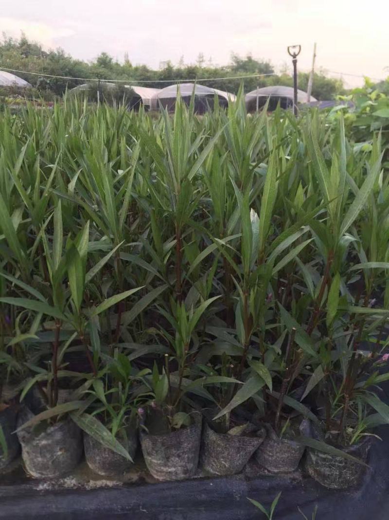 新品翠芦莉盆栽蓝花草墨西哥矮牵牛多年生宿根耐热花期长