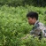 莓茶藤茶古茶钩藤自产自销回甘快且持久