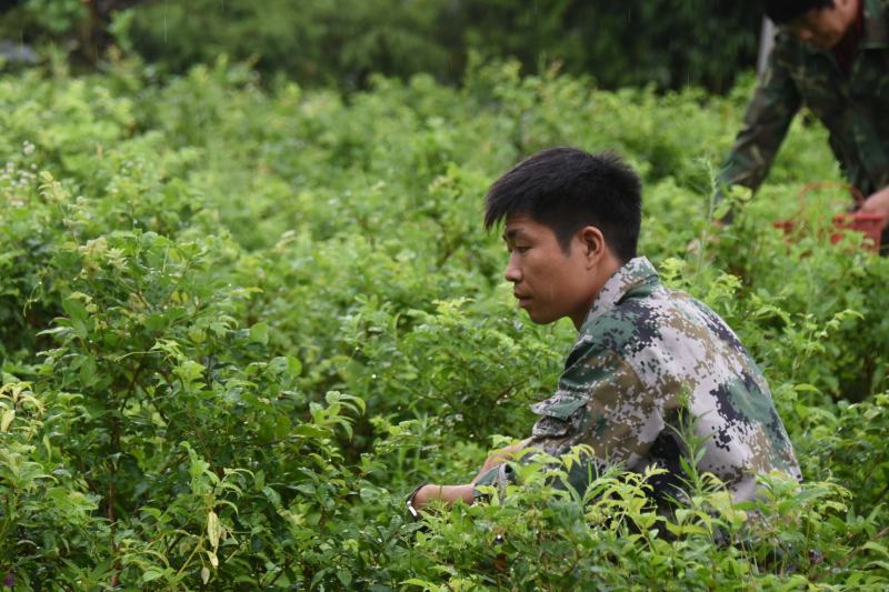 莓茶藤茶古茶钩藤自产自销回甘快且持久