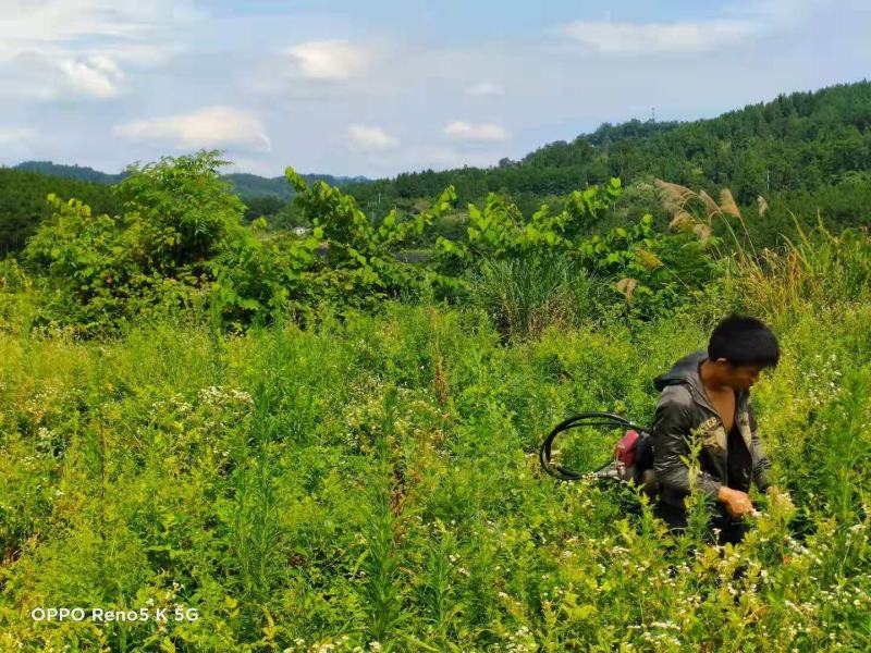 莓茶藤茶古茶钩藤自产自销回甘快且持久