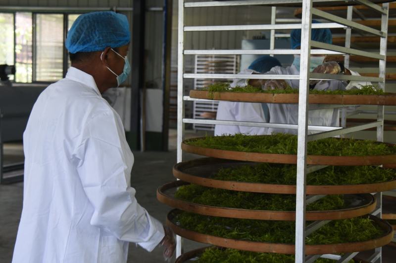 莓茶藤茶古茶钩藤自产自销回甘快且持久