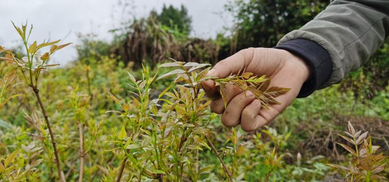 莓茶藤茶古茶钩藤自产自销回甘快且持久