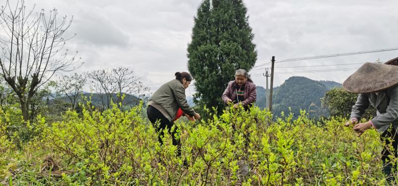 莓茶藤茶古茶钩藤自产自销回甘快且持久