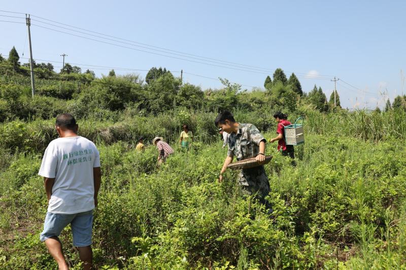 莓茶藤茶古茶钩藤自产自销回甘快且持久