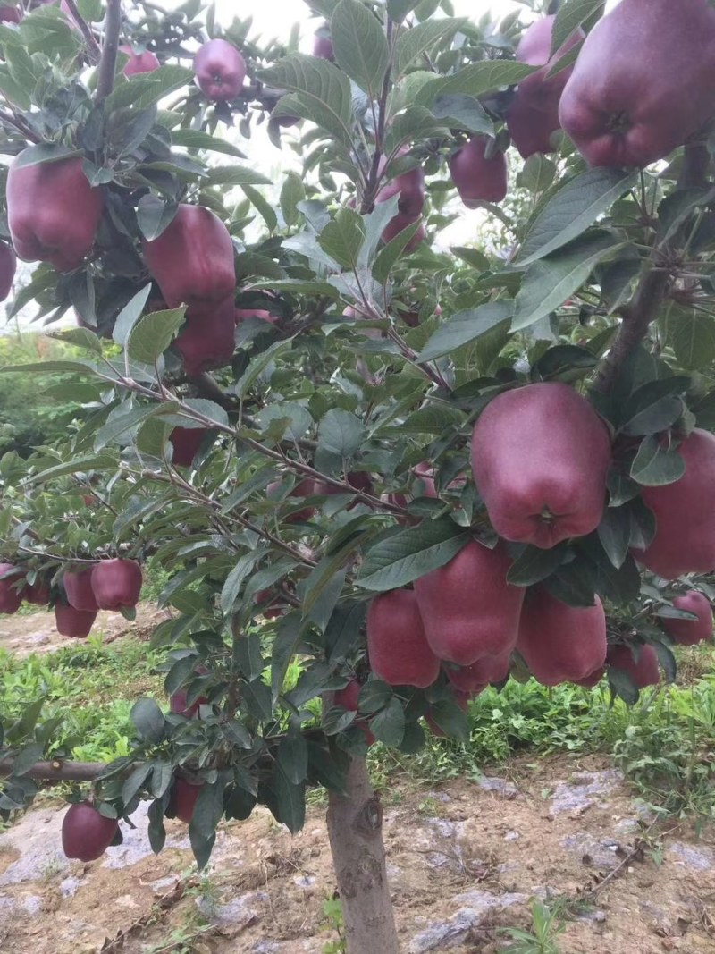 【推荐】精品花牛甘肃花牛苹果品种齐全产地货源