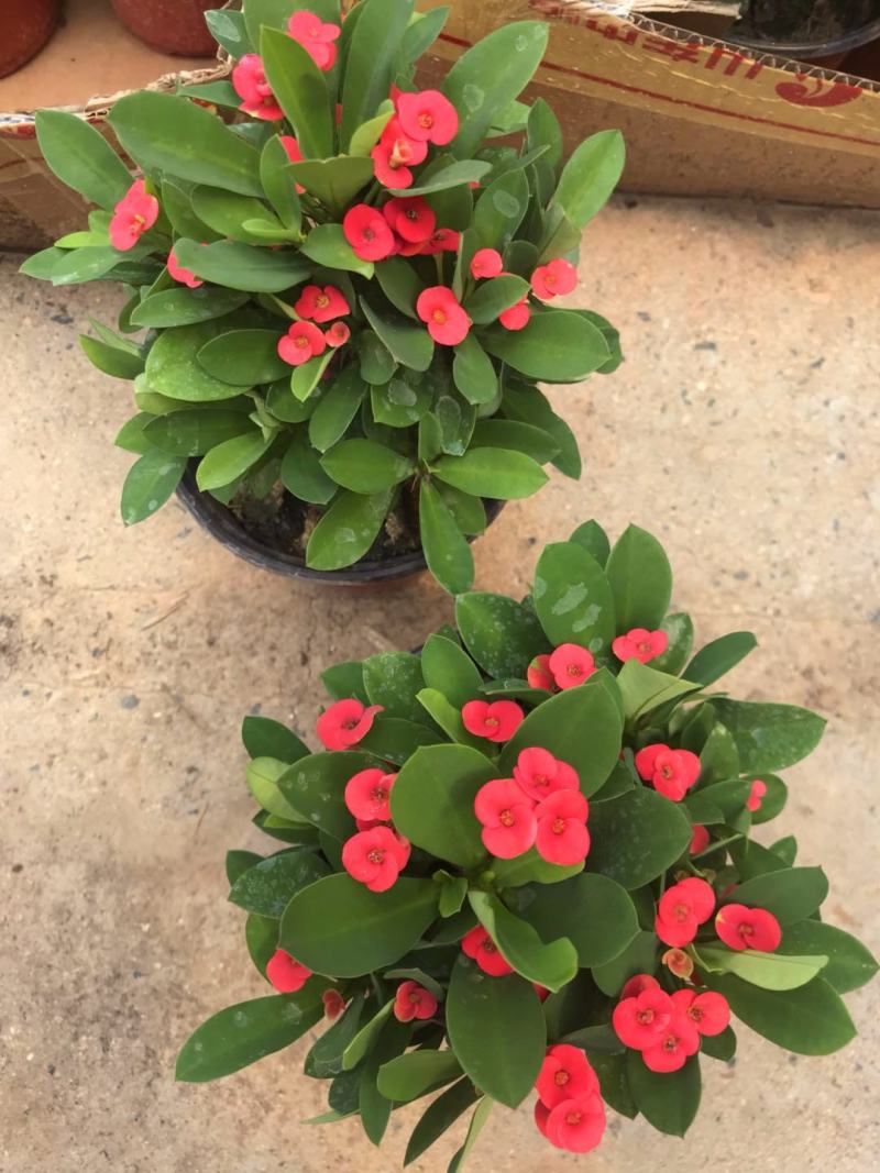 虎刺梅盆栽铁海棠四季开花阳台桌面喜阳植物带花发货观花