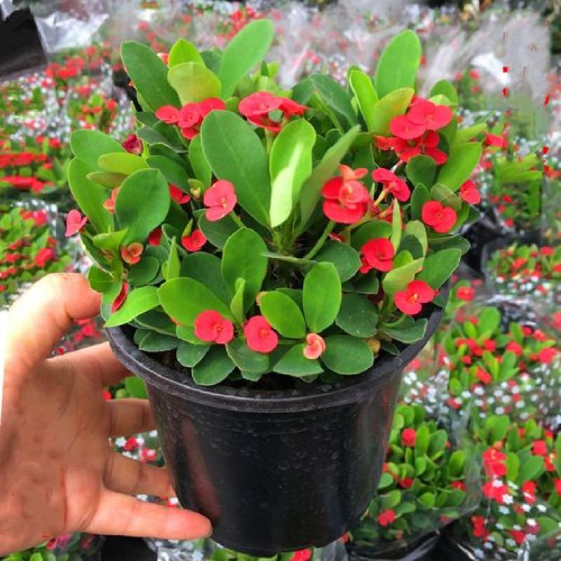虎刺梅盆栽铁海棠四季开花阳台桌面喜阳植物带花发货观花