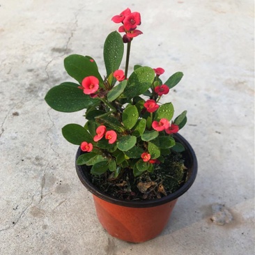 虎刺梅盆栽铁海棠四季开花阳台桌面喜阳植物带花发货观花