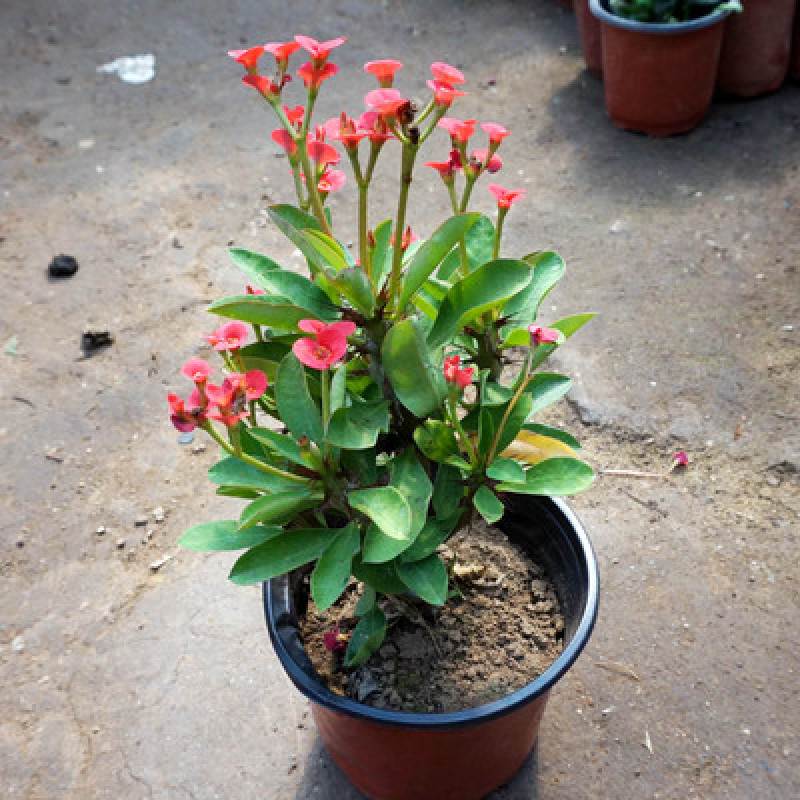 虎刺梅盆栽铁海棠四季开花阳台桌面喜阳植物带花发货观花
