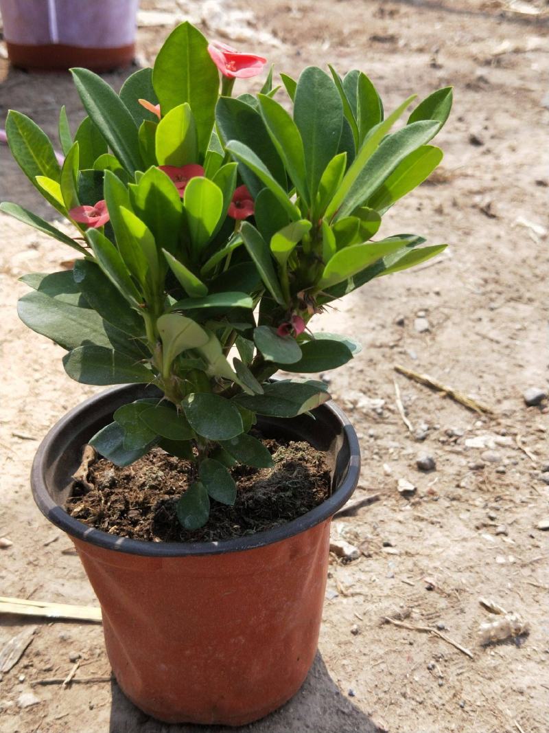 虎刺梅盆栽铁海棠四季开花阳台桌面喜阳植物带花发货观花
