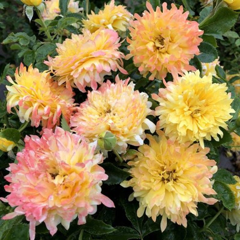 烟花菊盆栽菊花苗切花荷兰菊阳台庭院耐寒花卉绿植带花乒乓菊