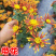 烟花菊盆栽菊花苗切花荷兰菊阳台庭院耐寒花卉绿植带花乒乓菊