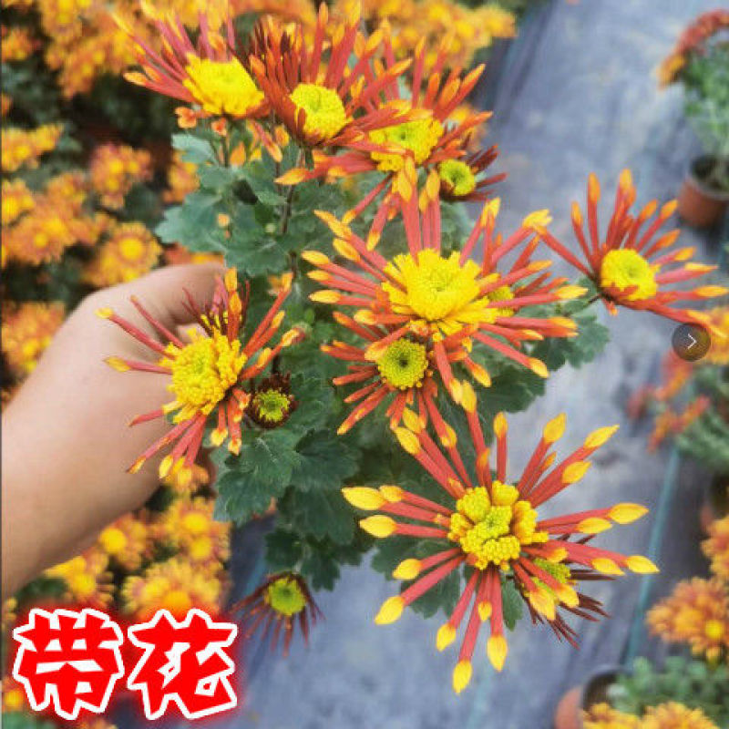 烟花菊盆栽菊花苗切花荷兰菊阳台庭院耐寒花卉绿植带花乒乓菊