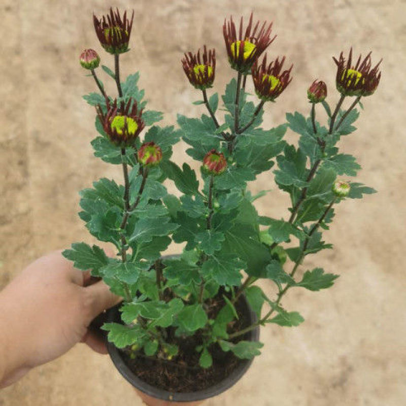 烟花菊盆栽菊花苗切花荷兰菊阳台庭院耐寒花卉绿植带花乒乓菊