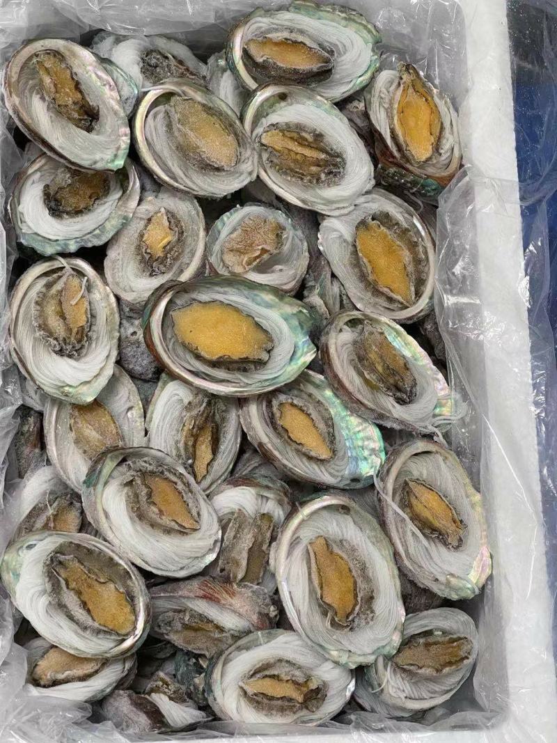 鲍鱼粉丝贝100个/件