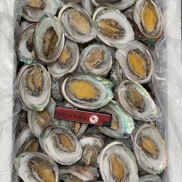鲍鱼粉丝贝100个/件