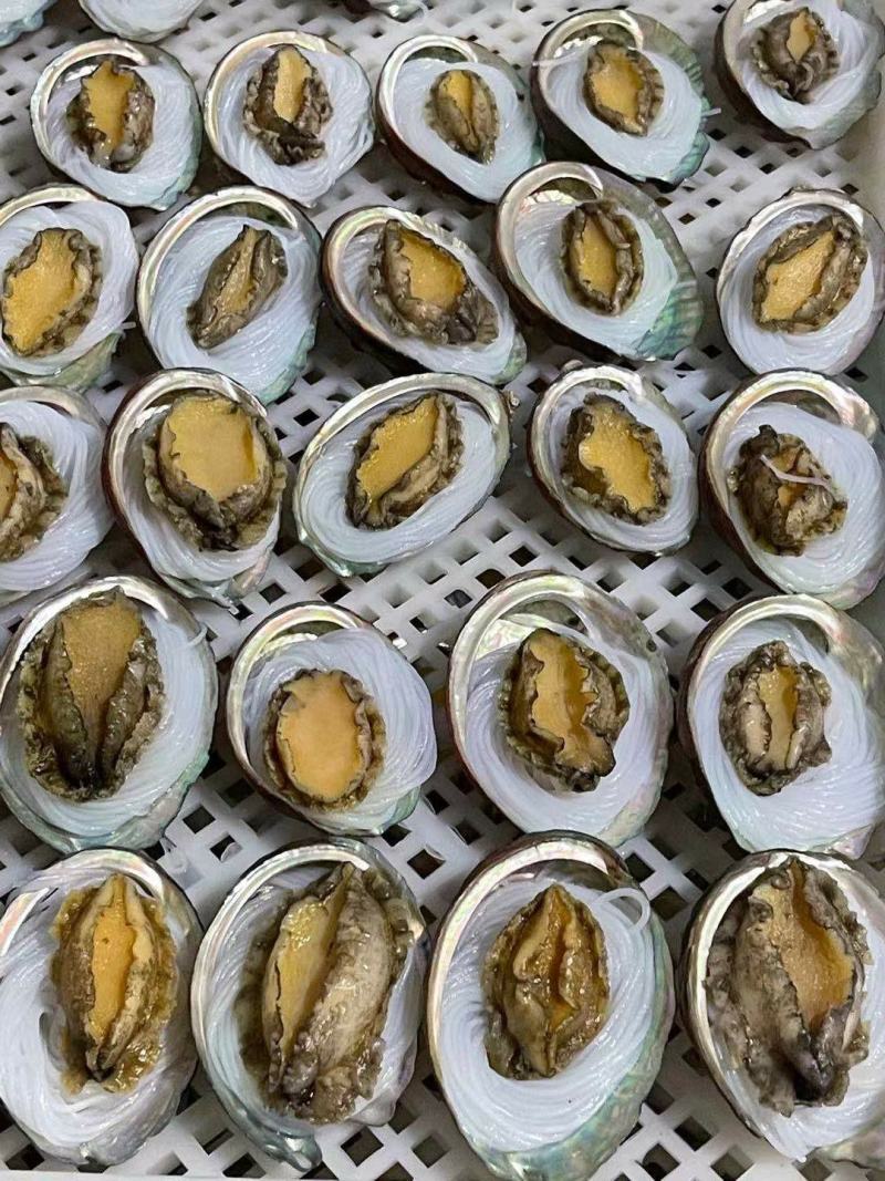 鲍鱼粉丝贝100个/件