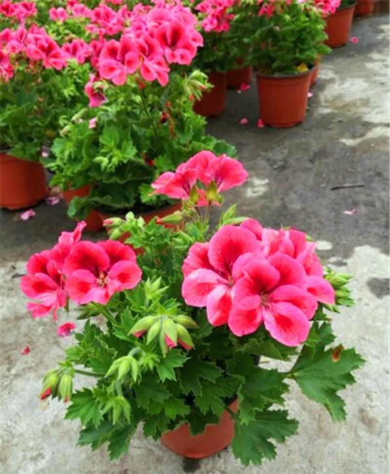 天竺葵盆栽室内花卉绿植阳台植物盆栽重瓣天竺葵盆栽植物