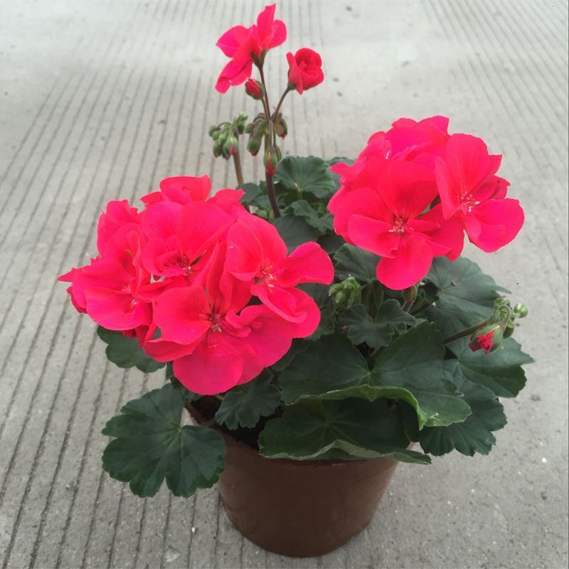 天竺葵盆栽室内花卉绿植阳台植物盆栽重瓣天竺葵盆栽植物