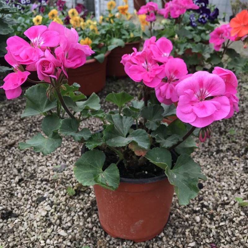 天竺葵盆栽室内花卉绿植阳台植物盆栽重瓣天竺葵盆栽植物