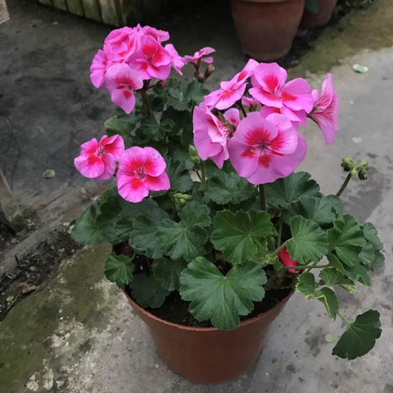 天竺葵盆栽室内花卉绿植阳台植物盆栽重瓣天竺葵盆栽植物