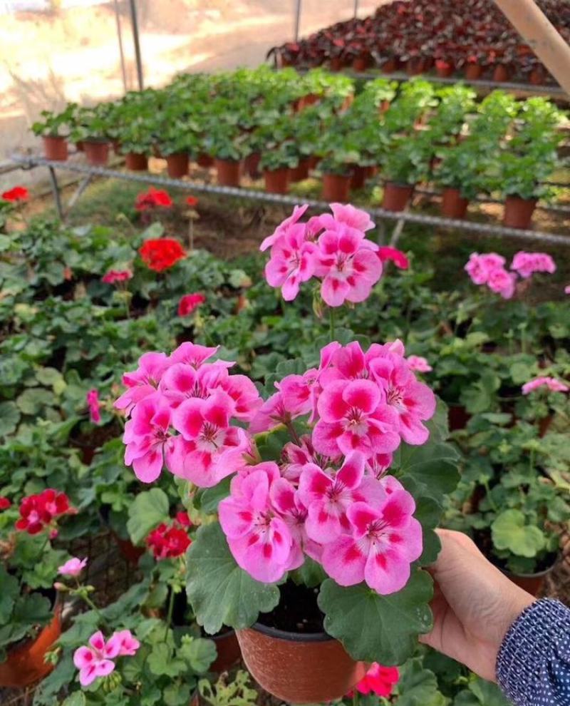 天竺葵盆栽室内花卉绿植阳台植物盆栽重瓣天竺葵盆栽植物