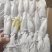 鲜鱿陆冻鱿20/25