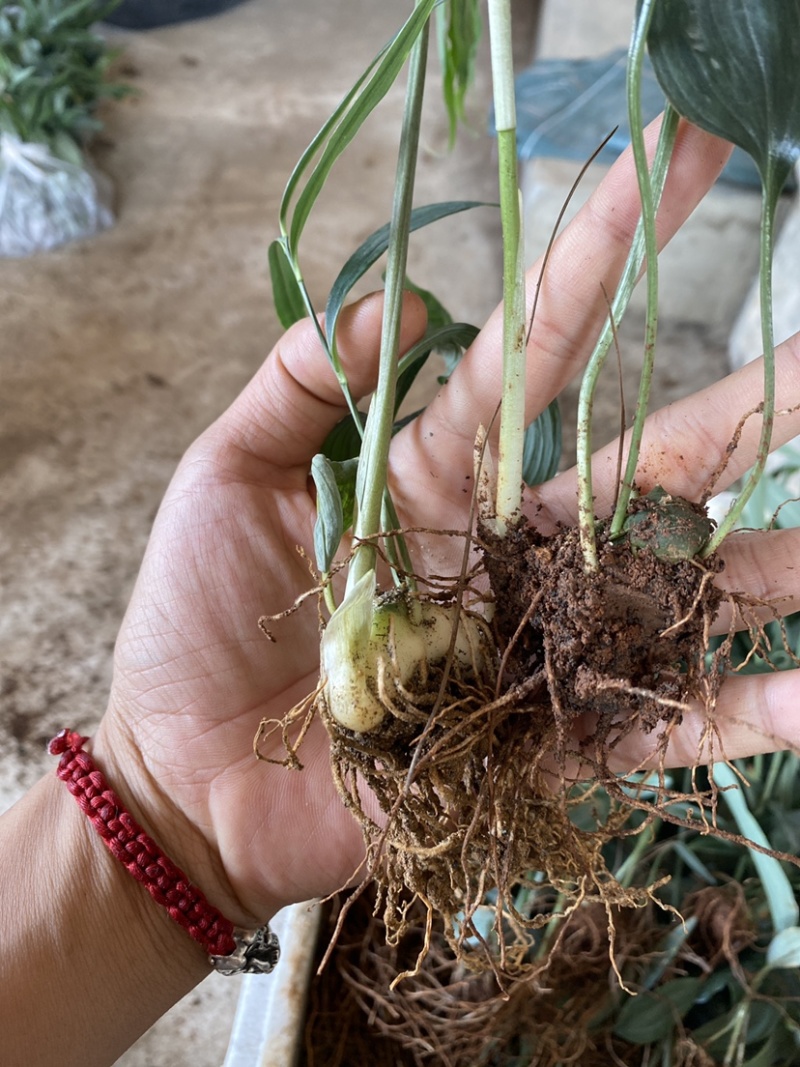 滇黄精，多花大高杆，鸡头参，甜黄精种苗，量大从优。