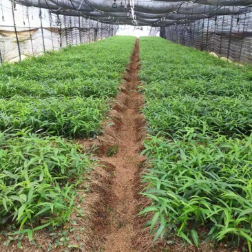 滇黄精，多花大高杆，鸡头参，甜黄精种苗，量大从优。
