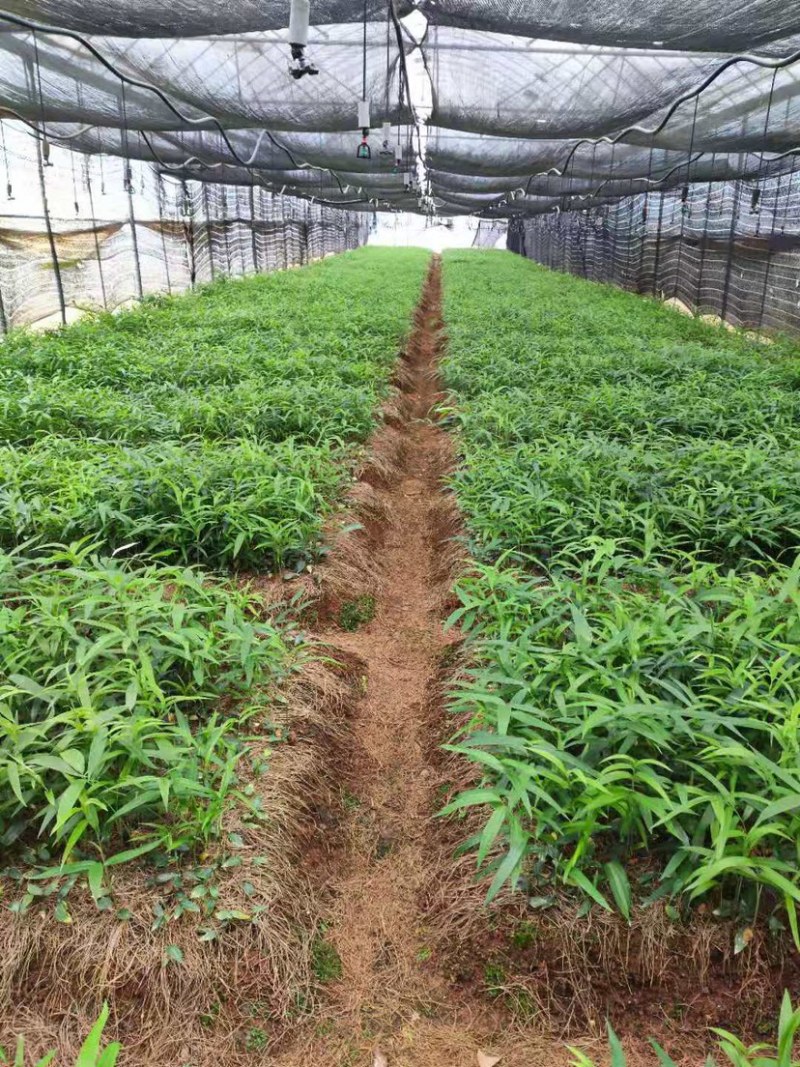 滇黄精，多花大高杆，鸡头参，甜黄精种苗，量大从优。