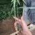 滇黄精，多花大高杆，鸡头参，甜黄精种苗，量大从优。