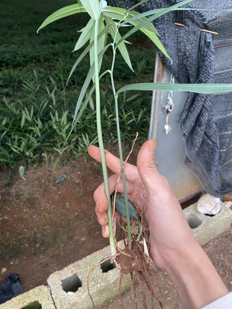 滇黄精，多花大高杆，鸡头参，甜黄精种苗，量大从优。