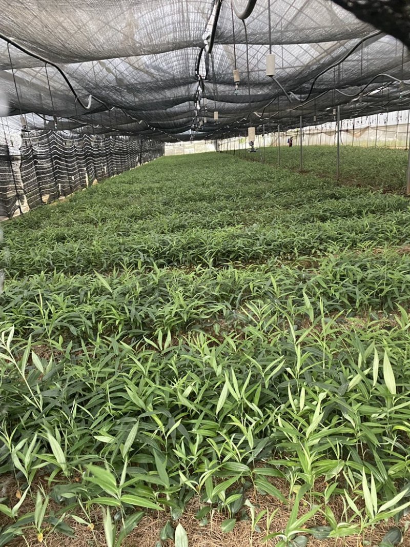 滇黄精，多花大高杆，鸡头参，甜黄精种苗，量大从优。