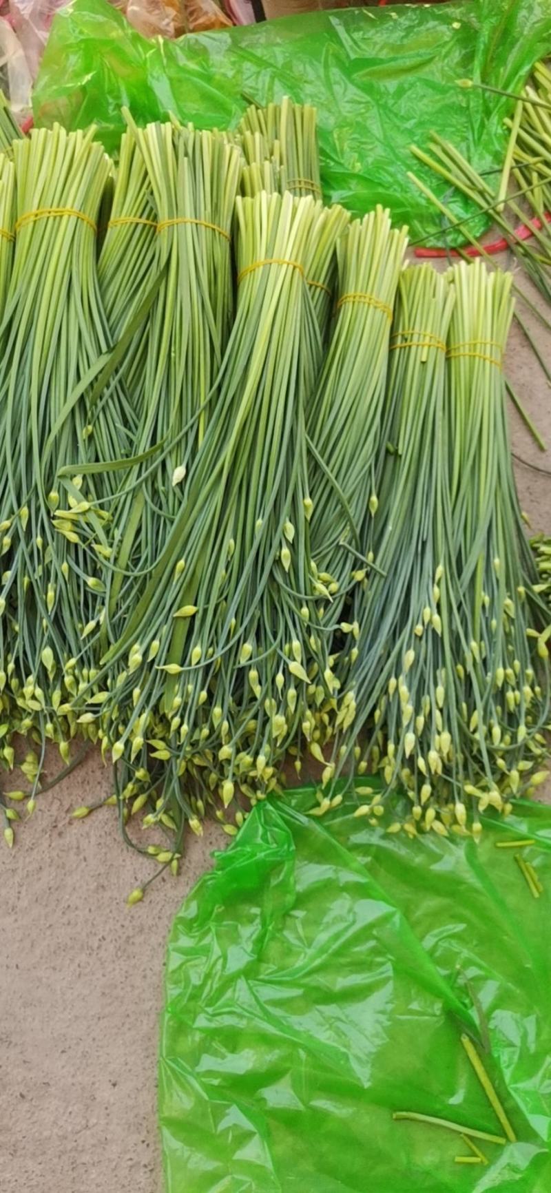 万亩汉中韭菜韭苔基地可对接各大市场和电商平台