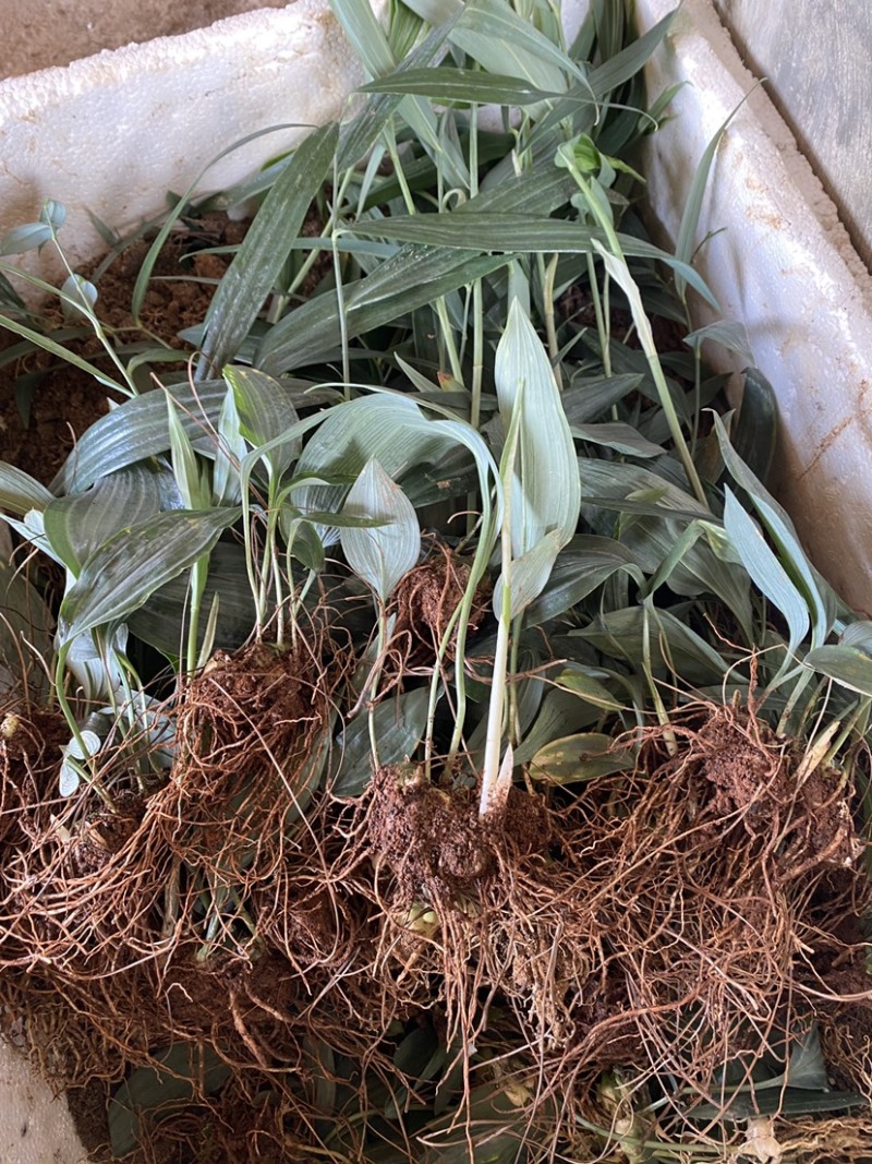 滇黄精，多花大高杆，鸡头参，甜黄精种苗，量大从优。