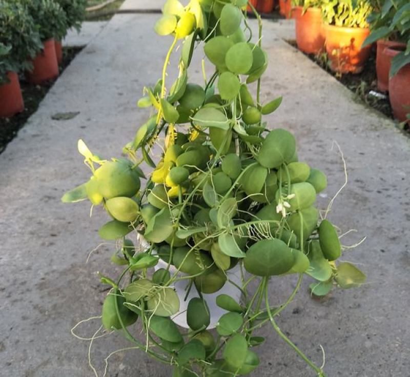 玉荷包吊兰垂吊爬藤植物花卉盆栽适合室内阳台客厅绿植吊兰