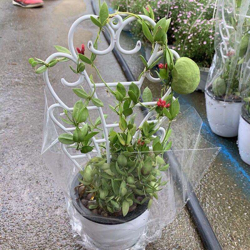 玉荷包吊兰垂吊爬藤植物花卉盆栽适合室内阳台客厅绿植吊兰