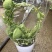 玉荷包吊兰垂吊爬藤植物花卉盆栽适合室内阳台客厅绿植吊兰