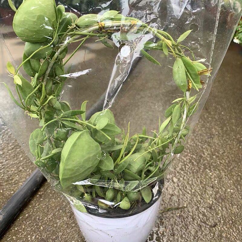 玉荷包吊兰垂吊爬藤植物花卉盆栽适合室内阳台客厅绿植吊兰
