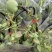 玉荷包吊兰垂吊爬藤植物花卉盆栽适合室内阳台客厅绿植吊兰